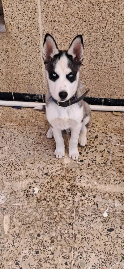 chien husky