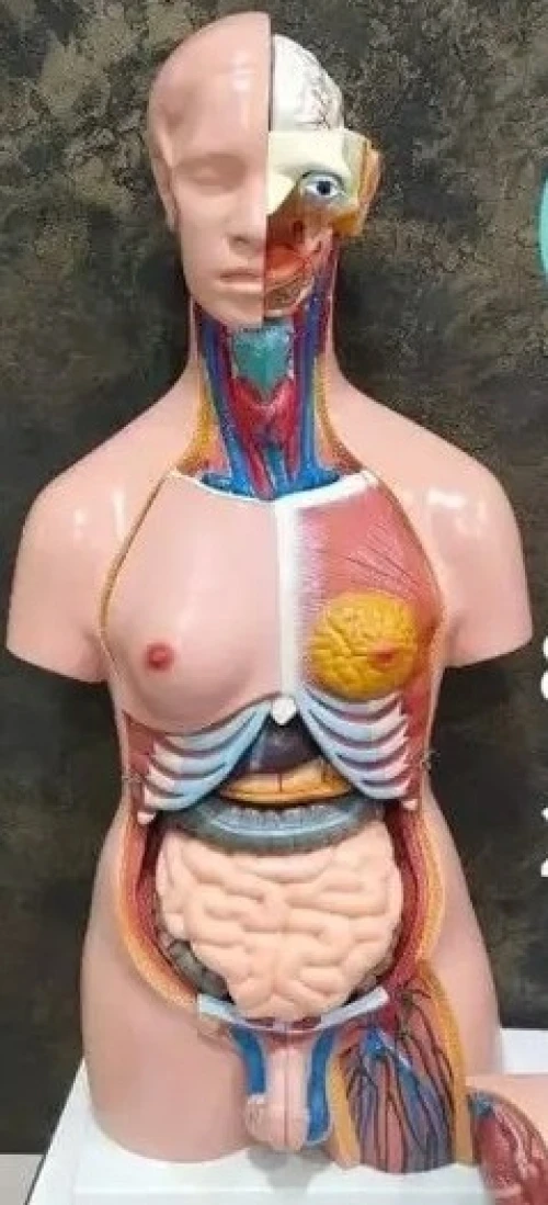Mannequin et cadre  de formation médicale 