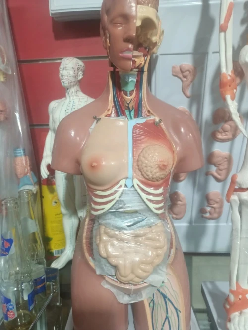 Mannequin et cadre  de formation médicale 