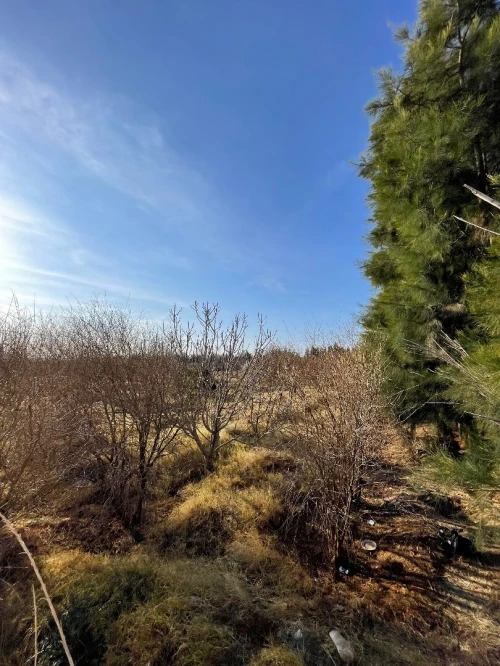 Vente Terrain Agricole M'Sila Bou saada