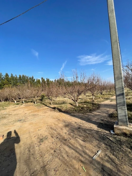 Vente Terrain Agricole M'Sila Bou saada