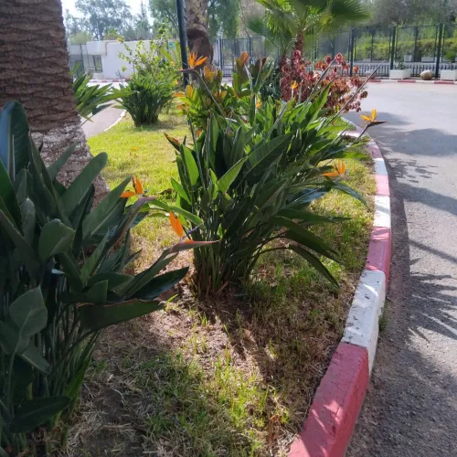  Aménagement Des Espaces Verts, desherbage elagage