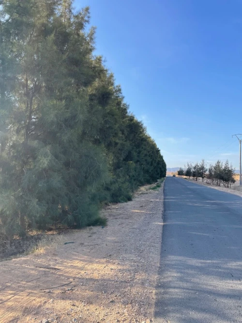 Vente Terrain Agricole M'Sila Bou saada