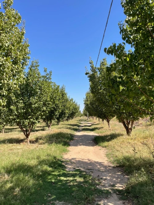 Vente Terrain Agricole M'Sila Bou saada