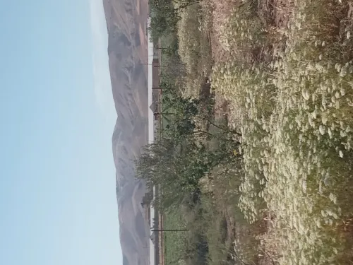 Vente Terrain Relizane Djidioua