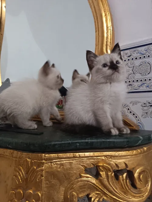 Deux femelles siamois 2.5 mois