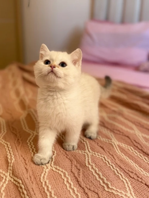 Chat britishshorthair et scottish fold