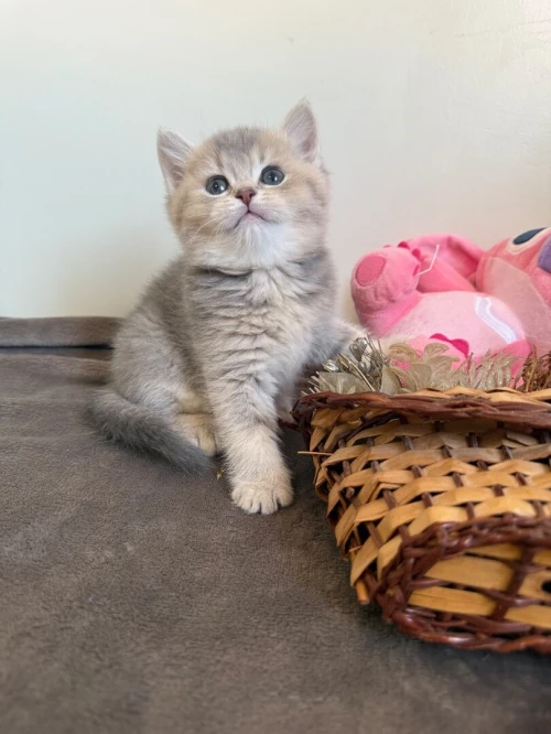 Chat britishshorthair & Scottish fold