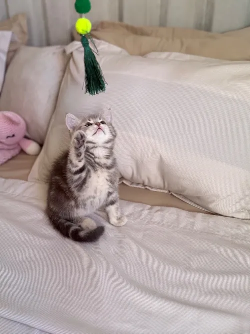 Chat British shorthair & scottish fold