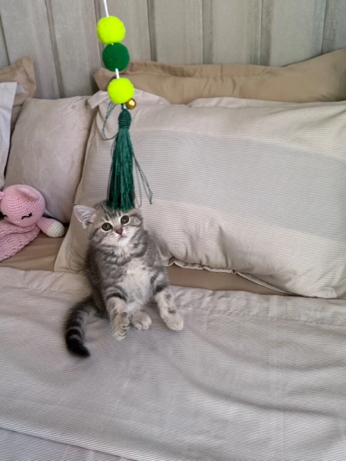 Chat British shorthair & scottish fold