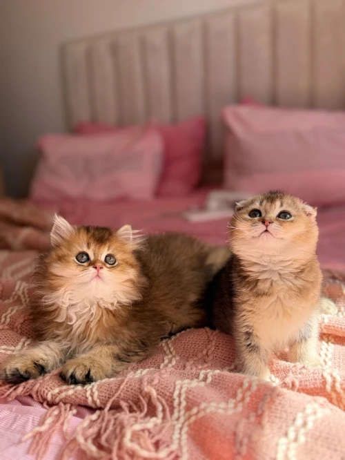 Chat britishshorthair et scottish fold