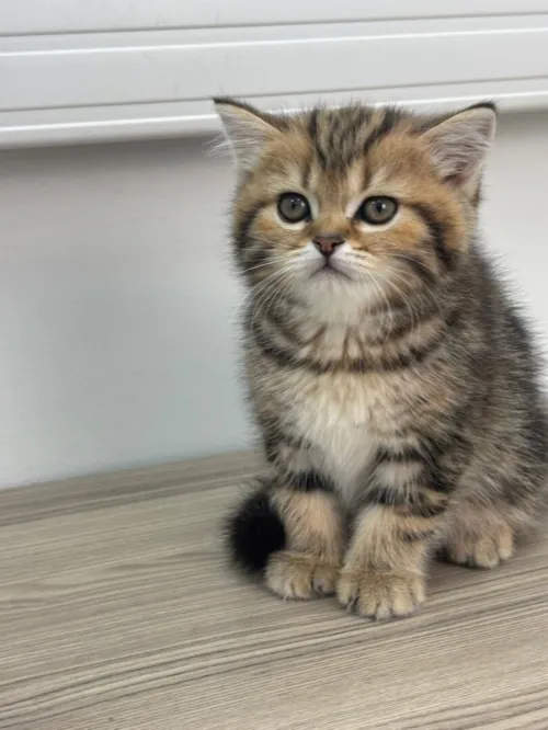 Chat British shorthair