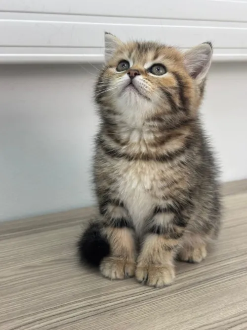 Chat British shorthair