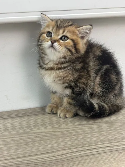 Chat British shorthair