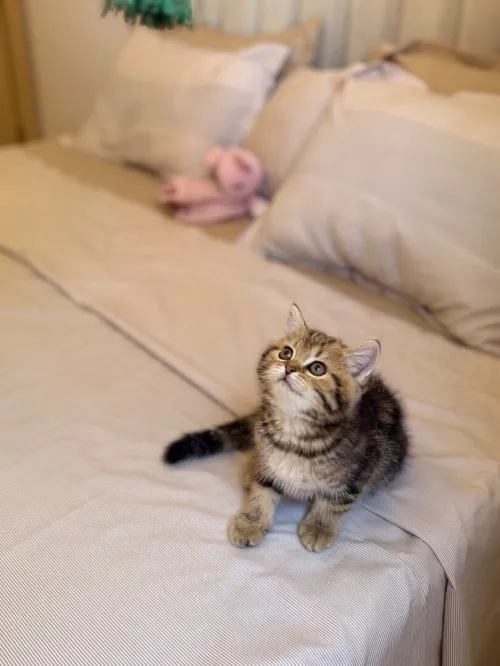 Chat British shorthair & scottish fold