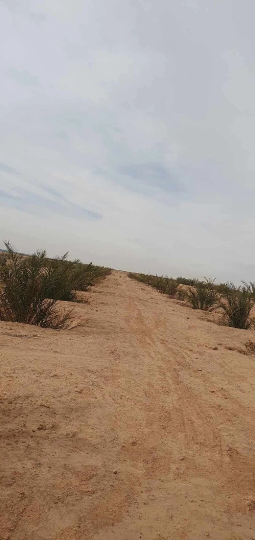 Vente Terrain Agricole Biskra Lioua