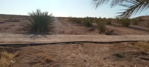 Vente Terrain Agricole Biskra Lioua