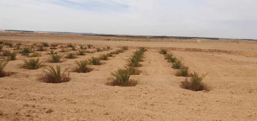 Vente Terrain Agricole Biskra Lioua