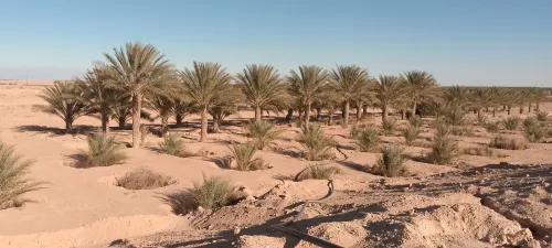 Vente Terrain Agricole Biskra Lioua