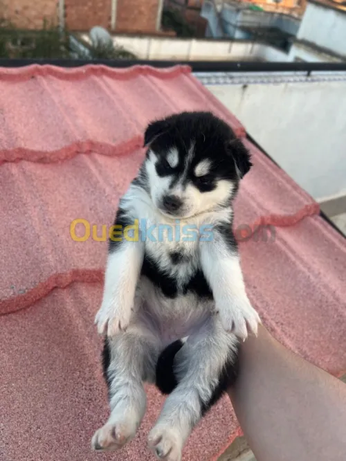 Chiots husky
