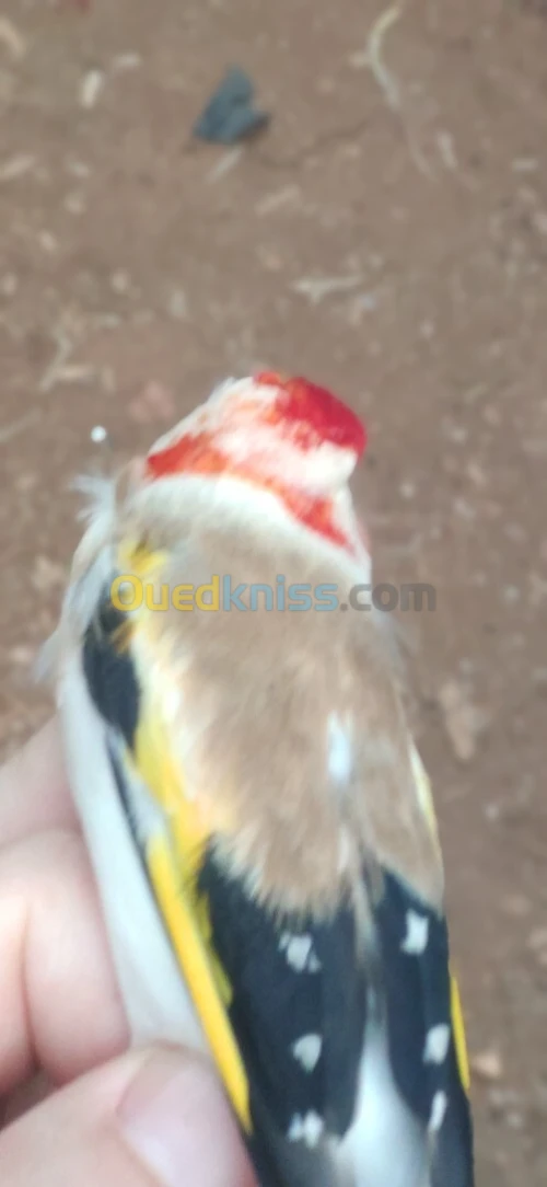 ماجور راس ابيض
