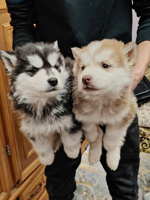 Husky