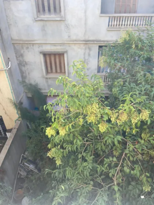 Vente Appartement Niveau de villa F4 Alger Dely brahim