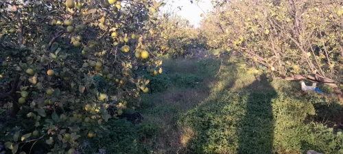 Location Terrain Agricole Alger Cheraga