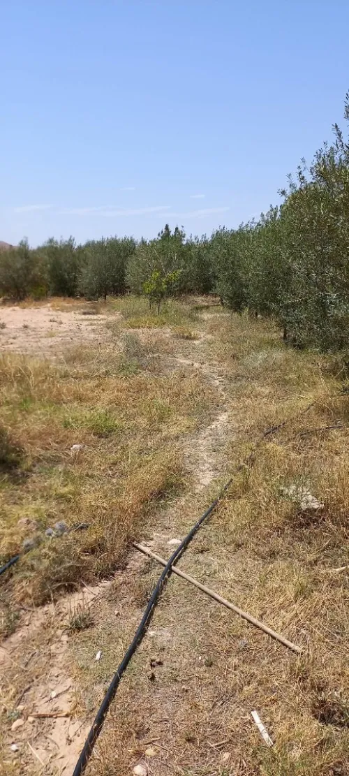 Vente Terrain Msila Bou saada