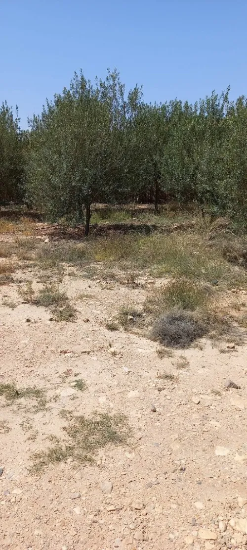 Vente Terrain Msila Bou saada