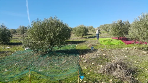 Huile d'olive d'Algérie 