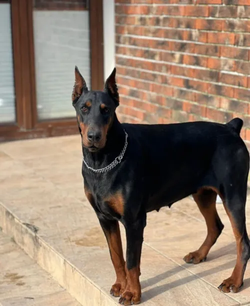 Dobermann ( élevage européen)