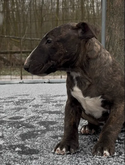 Bullterrier