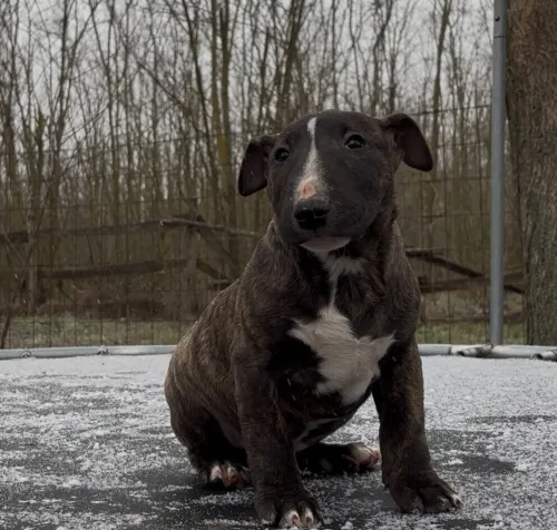 Bullterrier