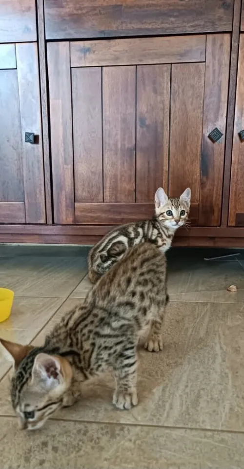 Bengal (élevage européen)