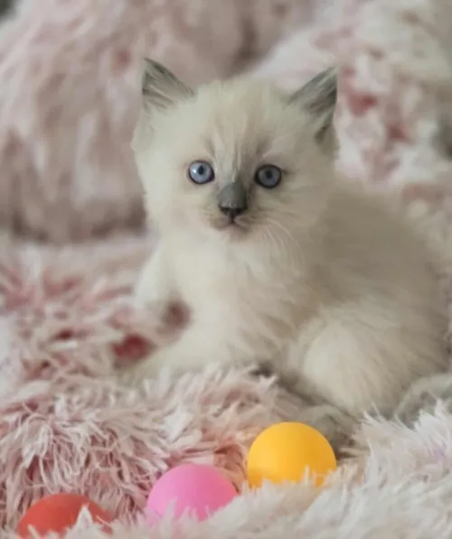 Ragdoll (élevage européen)