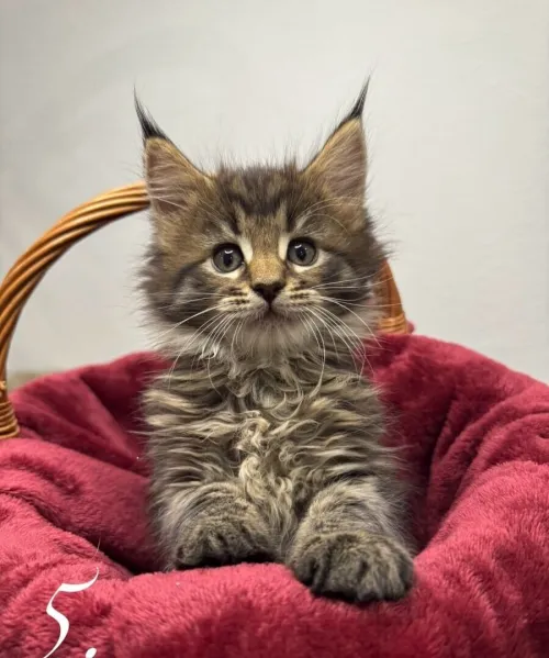 Maine coon (Élevage européen)