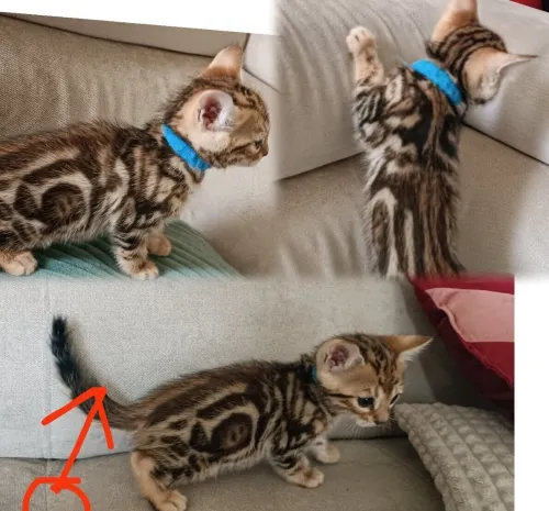 Bengal (élevage européen)