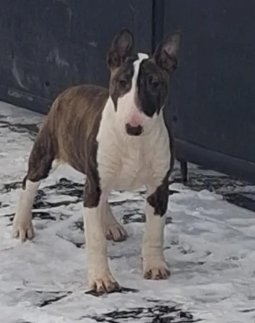 Bullterrier