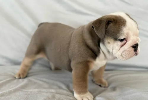 Bulldog Anglais ( élevage européen)