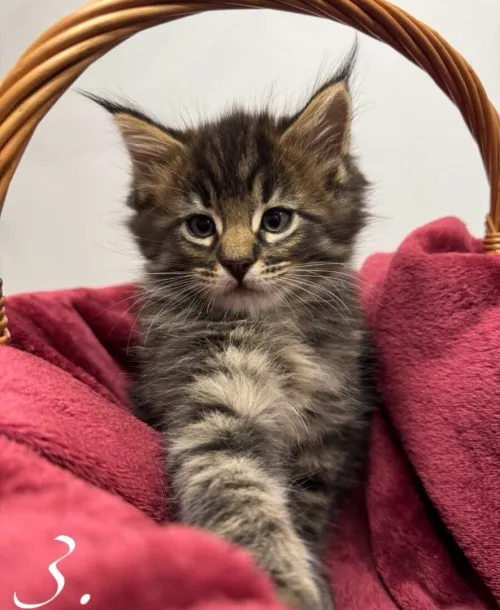 Maine coon (Élevage européen)