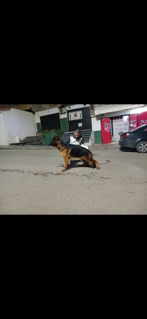 Berger allemand chiot ou adulte