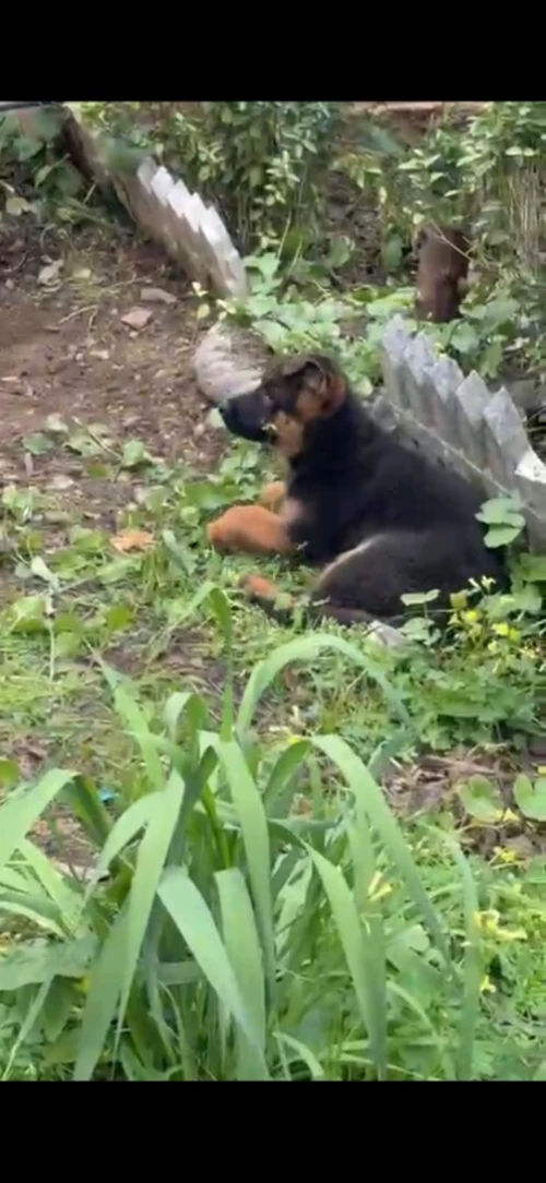 Top chiot berger allemand mal et femelle