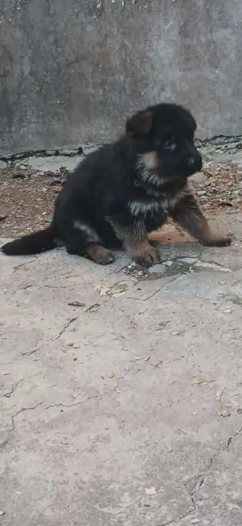 Chiots berger allemand
