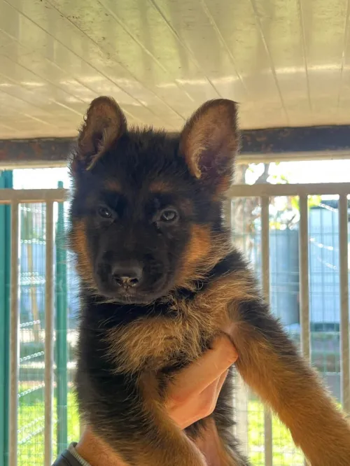 Berger allemand chiots et adultes