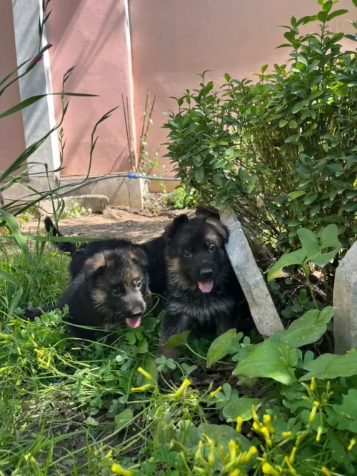 Chiots berger allemand