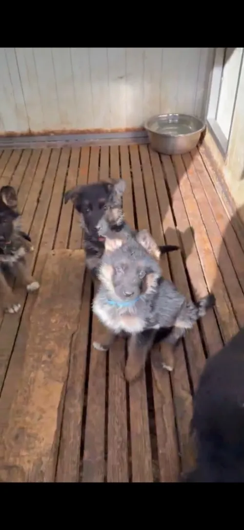 Berger allemand chiot ou adulte