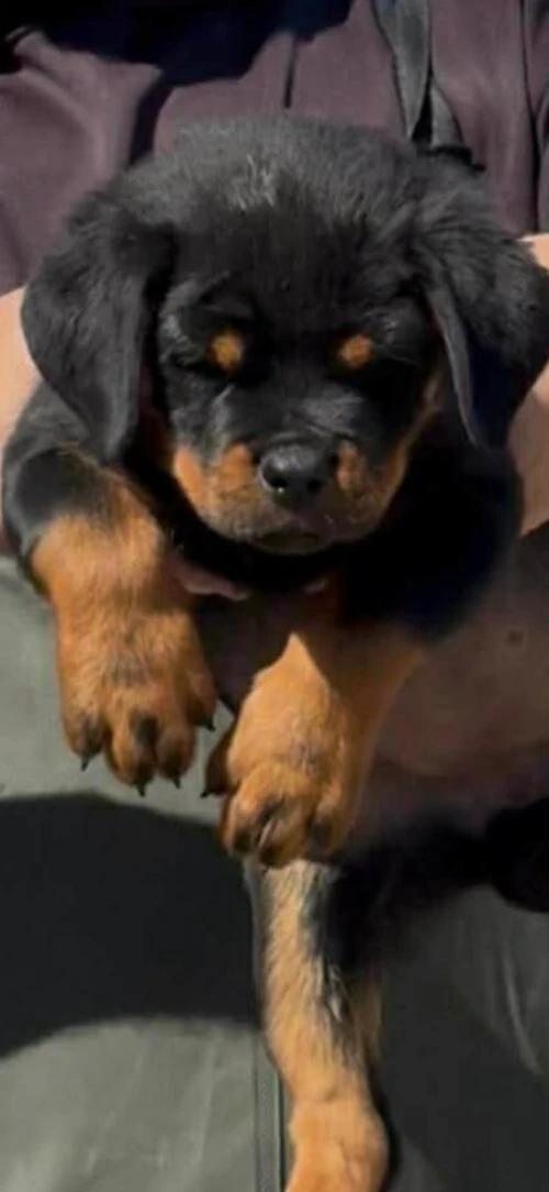 Chiot rottweiler