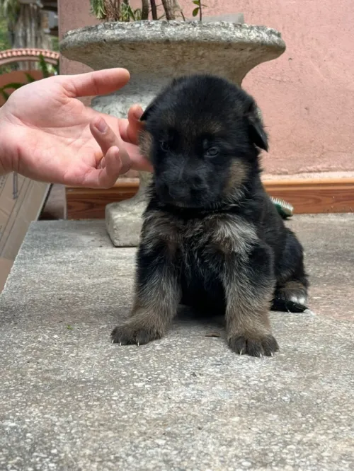 Chiots berger allemand