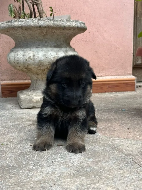 Chiots berger allemand